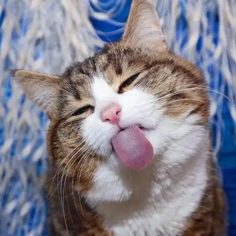 Cười tẹt ga cùng bộ ảnh cười bựa siêu lầy