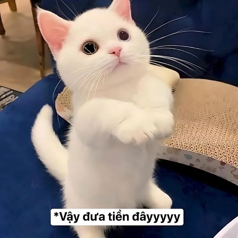 Meme mèo bựa không thể thiếu cho hội yêu mèo