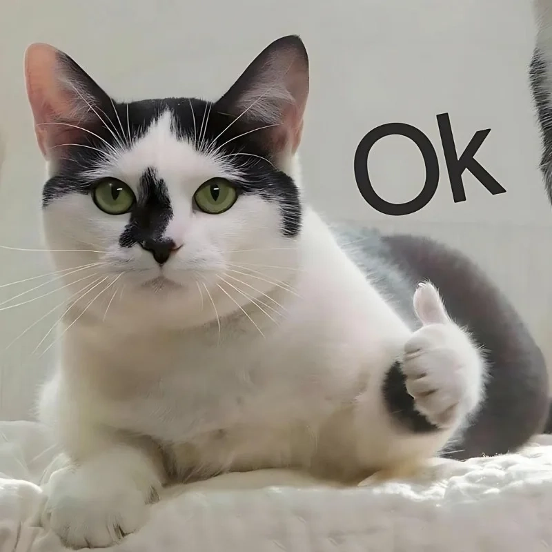 Khám phá kho ảnh meme bựa độc quyền chỉ có ở đây