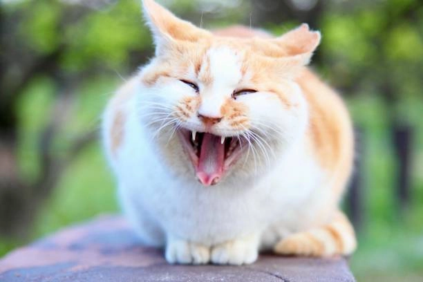 Hình meme mèo cute đáng yêu vô đối, xem là yêu ngay