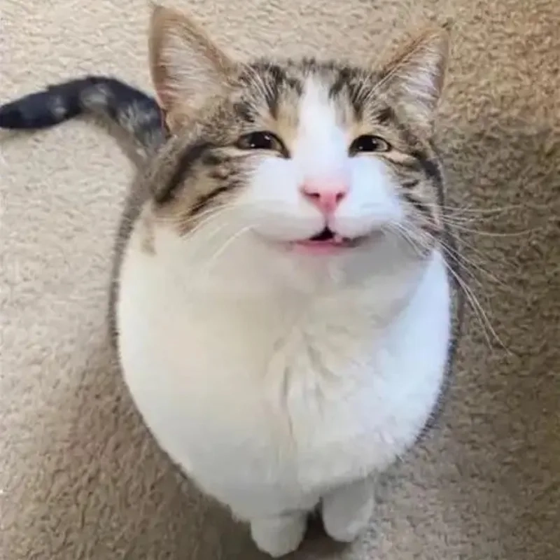 Meme mèo bựa đang ăn nhìn thôi đã muốn làm sticker ngay