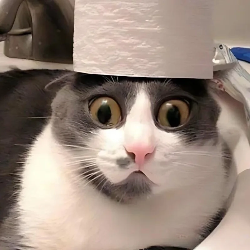 Hình mèo bựa cute đáng yêu hết nấc cho hội ghiền meme