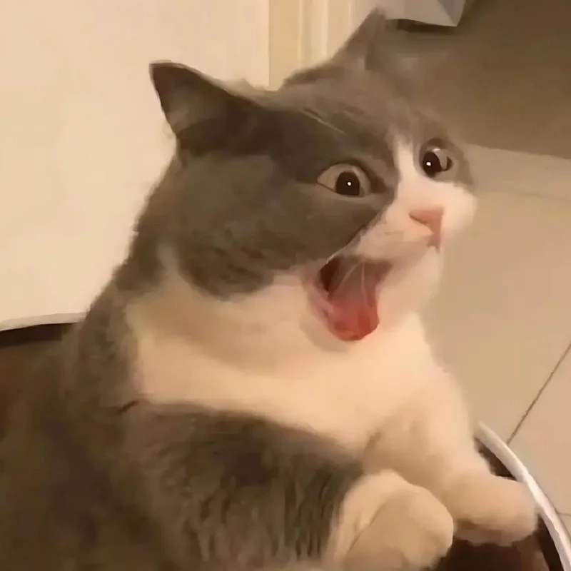 Ảnh mèo bựa meme siêu ngầu khiến bạn phải share ngay