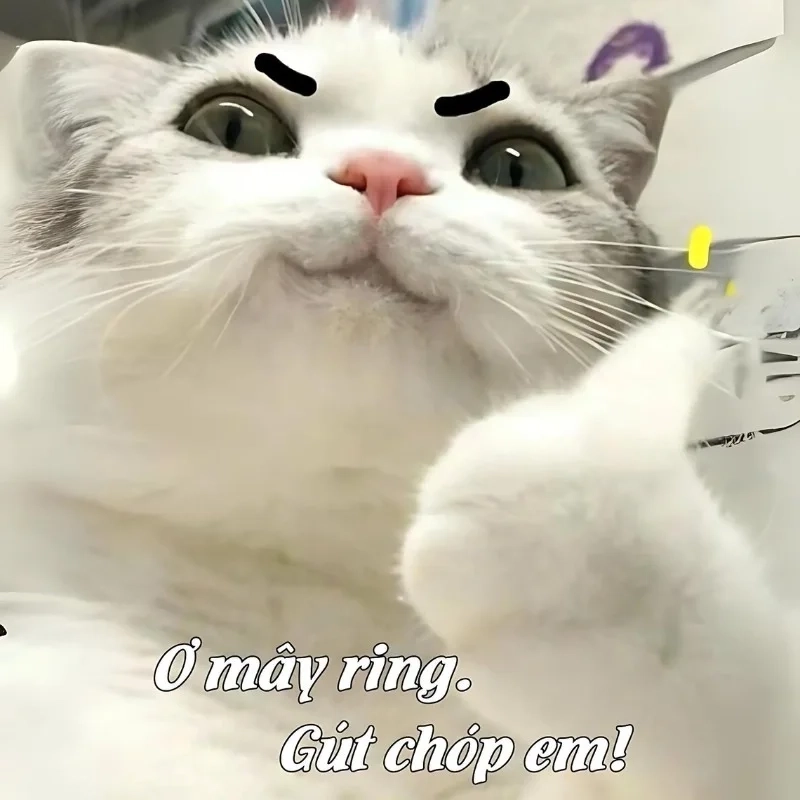 Hình meme mèo bựa hot trend trên Facebook và TikTok