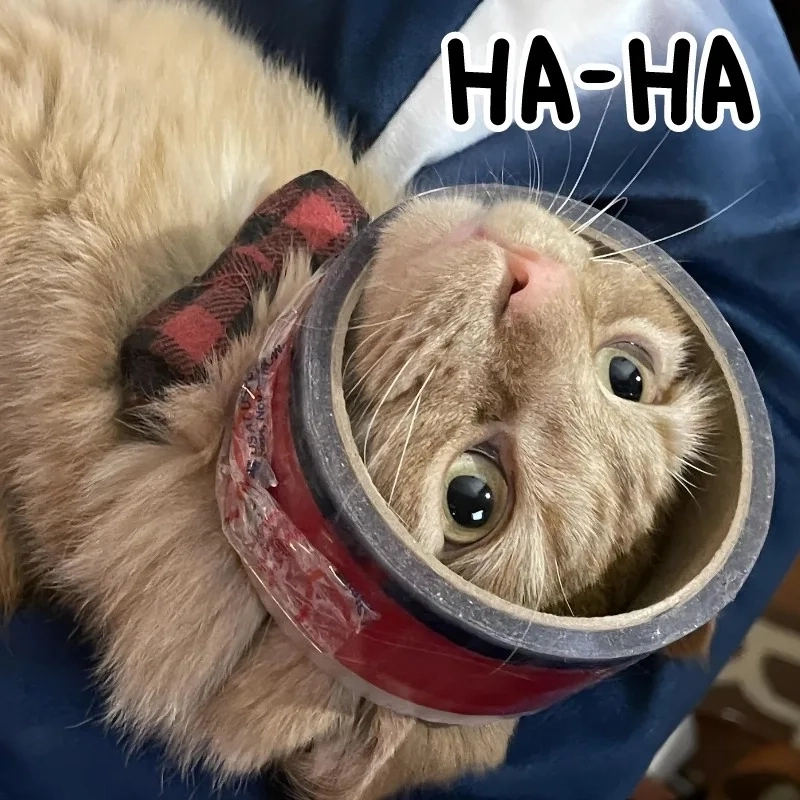 Meo meme ảnh mèo bựa tạo nên cơn sốt mới trên mạng
