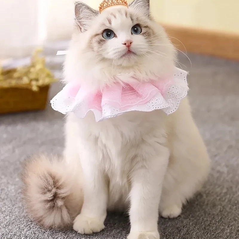 Ý nghĩa của meme mèo cute