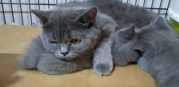 Meme cute mèo đáng yêu hết nấc, ngắm mãi không chán