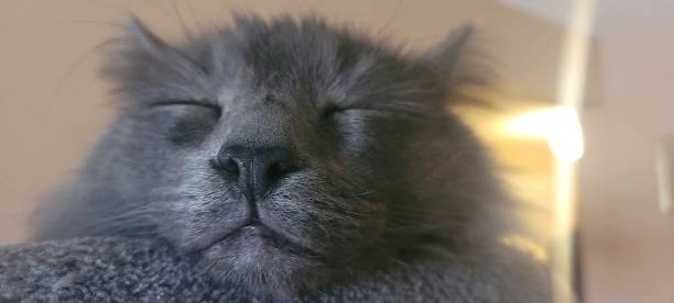 Meme ảnh mèo cute siêu cấp đáng yêu, xem là muốn lưu ngay