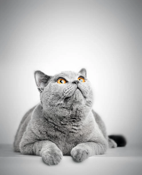 Há mồm ảnh chế meme mèo bựa với biểu cảm không thể lường