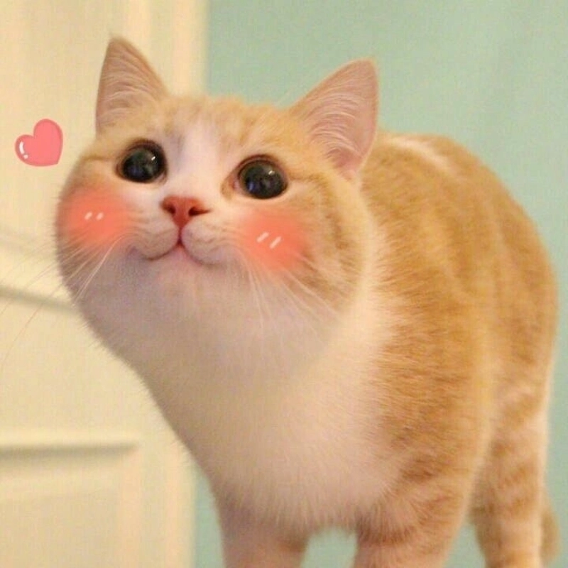 Cưng xỉu với bựa cute meme mèo xin lỗi không thể cưỡng