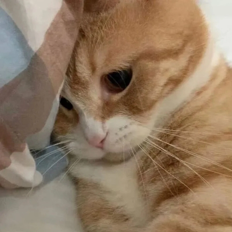 Đáng yêu vô đối chính là be meo cute khiến dân mạng phát cuồng