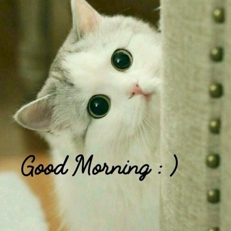 Nhìn em mèo cute thôi là đã thấy cả thế giới dịu dàng lại