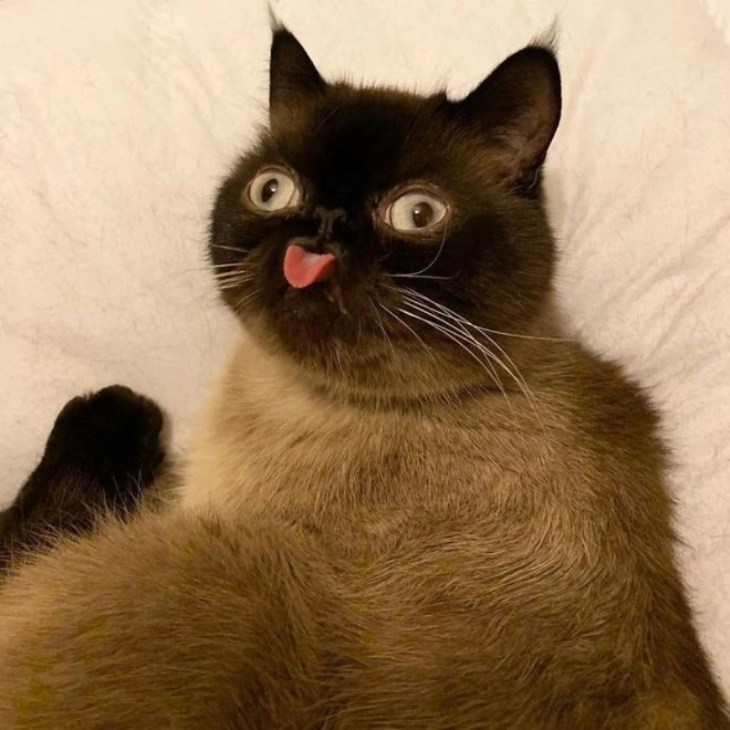 Hình chị mèo cute với biểu cảm bá đạo khiến ai cũng bật cười