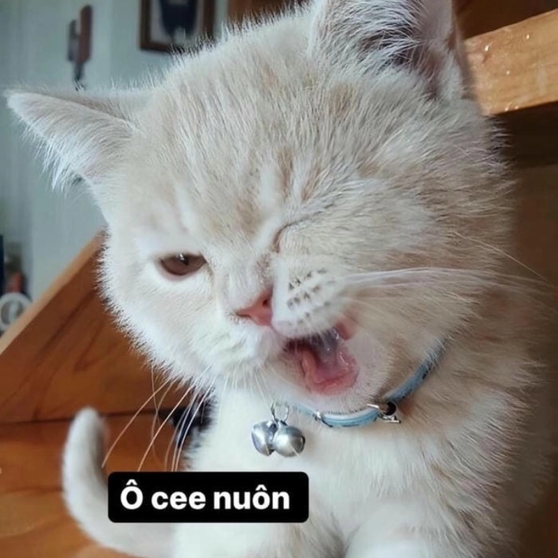 Sự dễ thương của pé mèo cute khiến mọi lo lắng tan biến