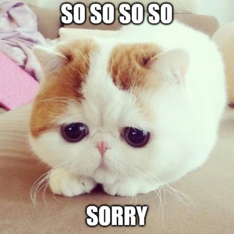 Tổng hợp cute meo meo đủ khiến bạn phải xem đi xem lại