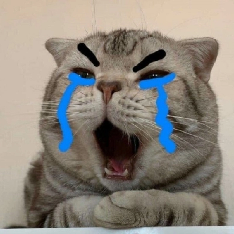 Cười không ngậm được mồm với ảnh mèo meme bựa cute
