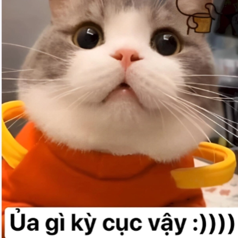 Cùng chill với loạt meme con mèo cute khiến ngày mới tươi sáng