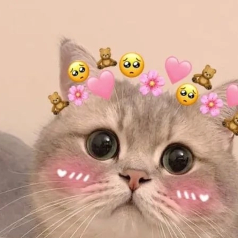 Cần liều dopamine? Xem ngay bộ meme mèo.cute siêu đáng yêu