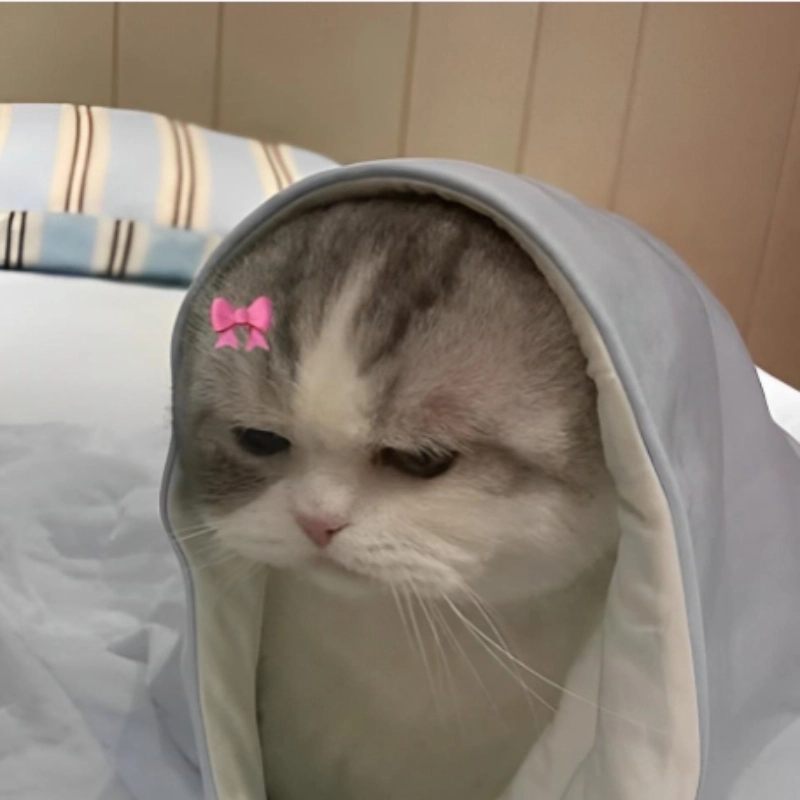 Khi mèo cute meme trở thành tâm điểm khiến cả mạng xã hội mê mẩn