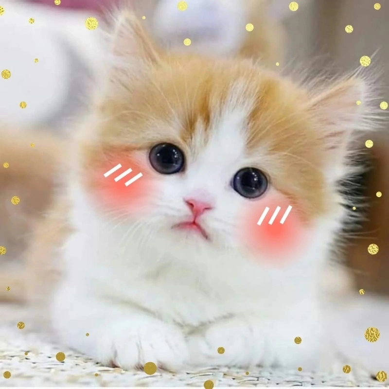 Không gì cưng bằng ánh mắt ngơ ngác của bé mèo cute