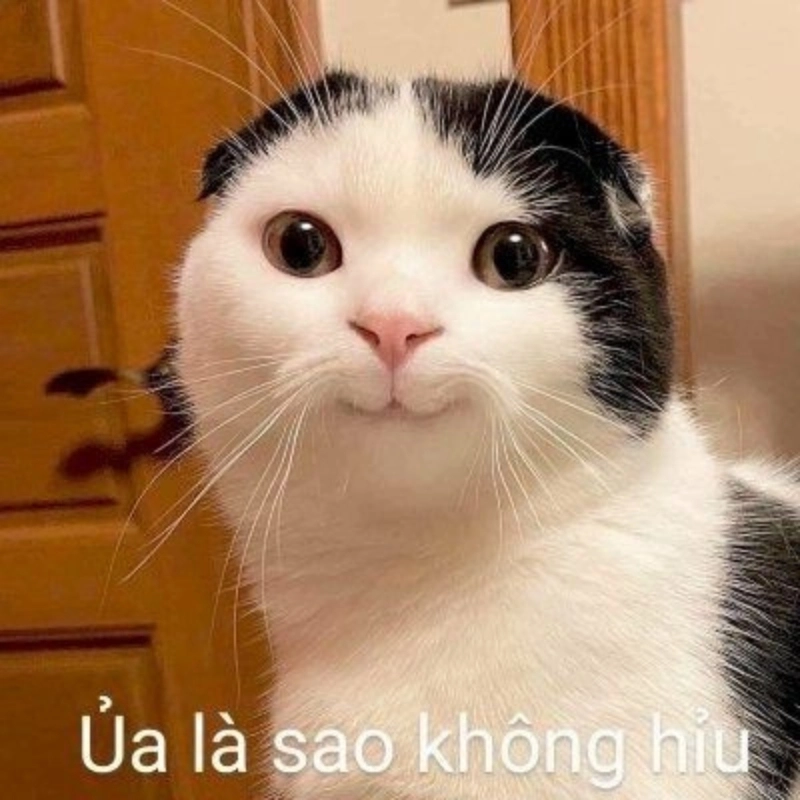 Tuyển chọn loạt cute mèo khiến tim bạn rung rinh ngay lập tức