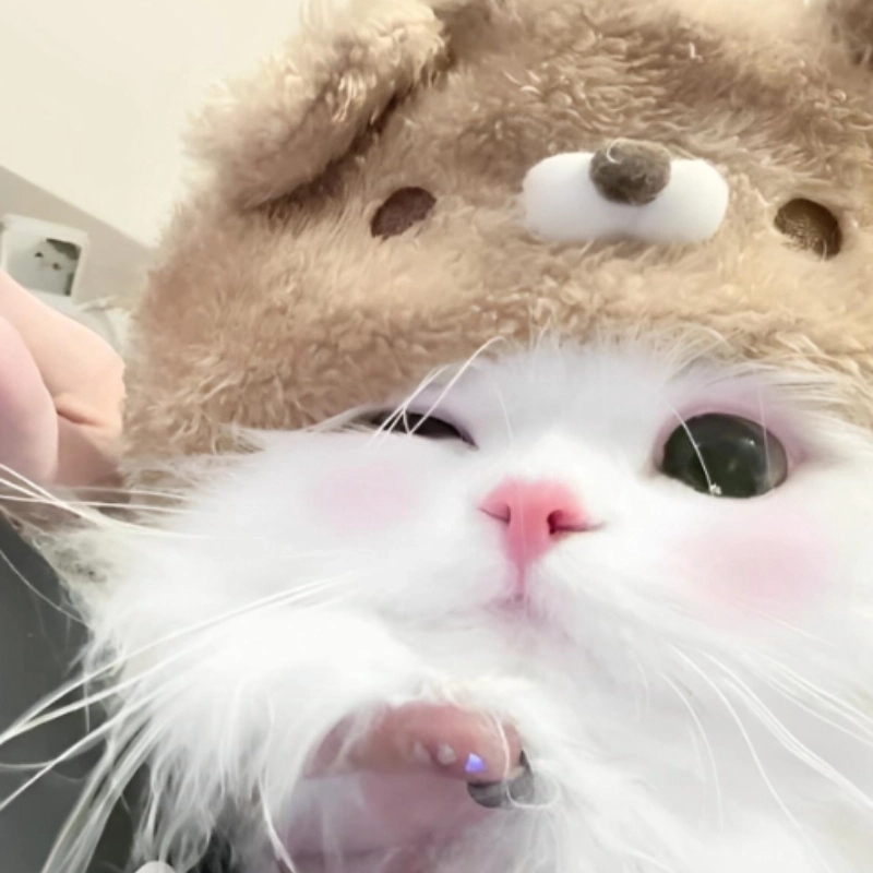 Xem ảnh meme mèo cute là có thể xua tan mọi mệt mỏi