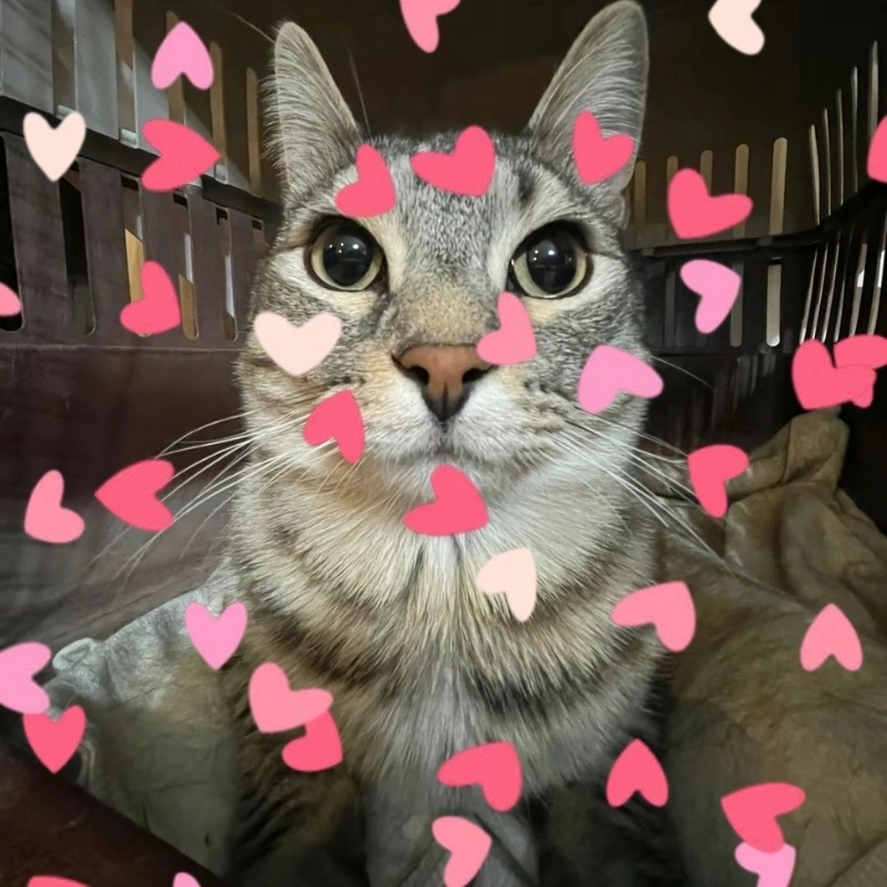 Góc giải trí với meme mèo cute khiến ai cũng tan chảy