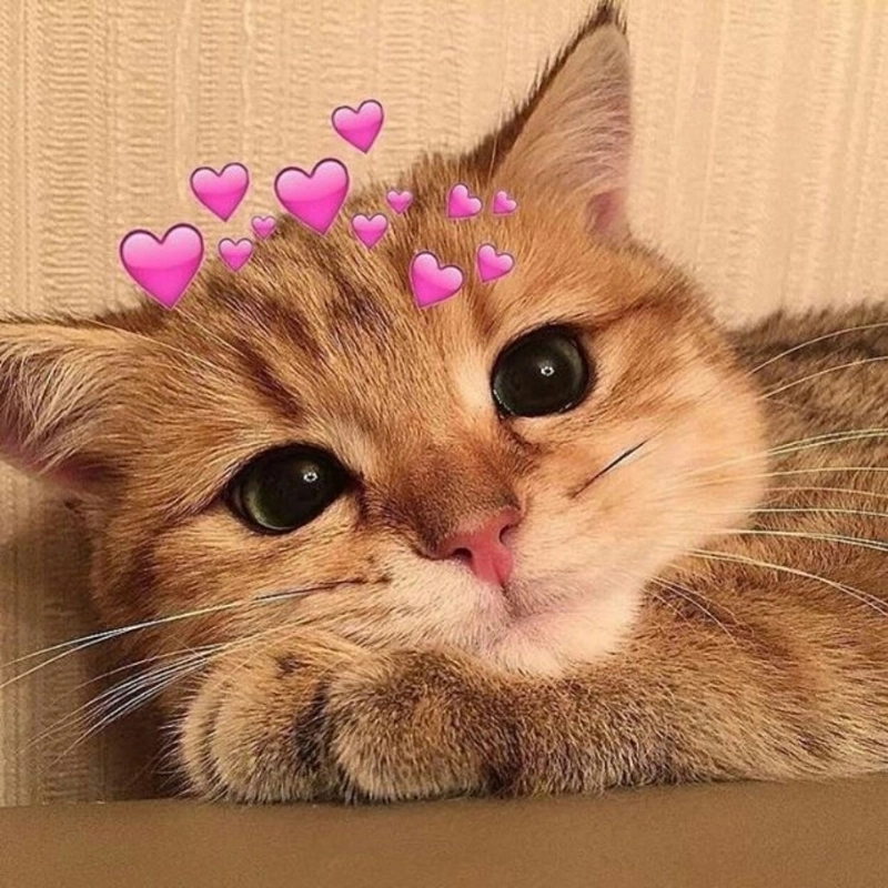 Tổng hợp hình ảnh meme mèo cute khiến bạn chỉ muốn ôm liền