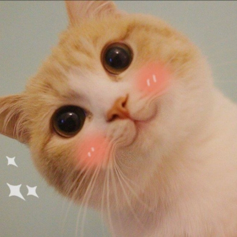 Cười thả ga với bộ hình meme mèo cute dễ thương ngất trời