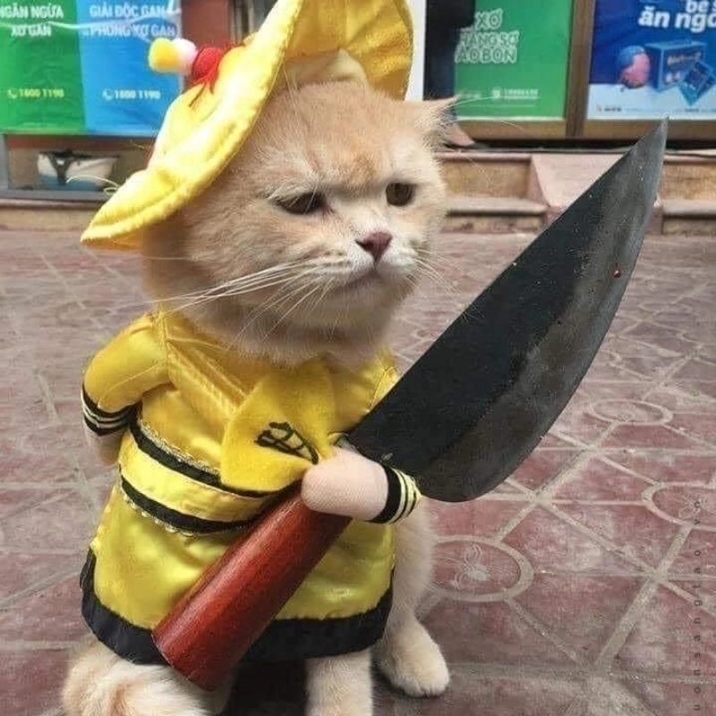 Ngắm meme mèo cute cười và cười theo không ngừng nghỉ