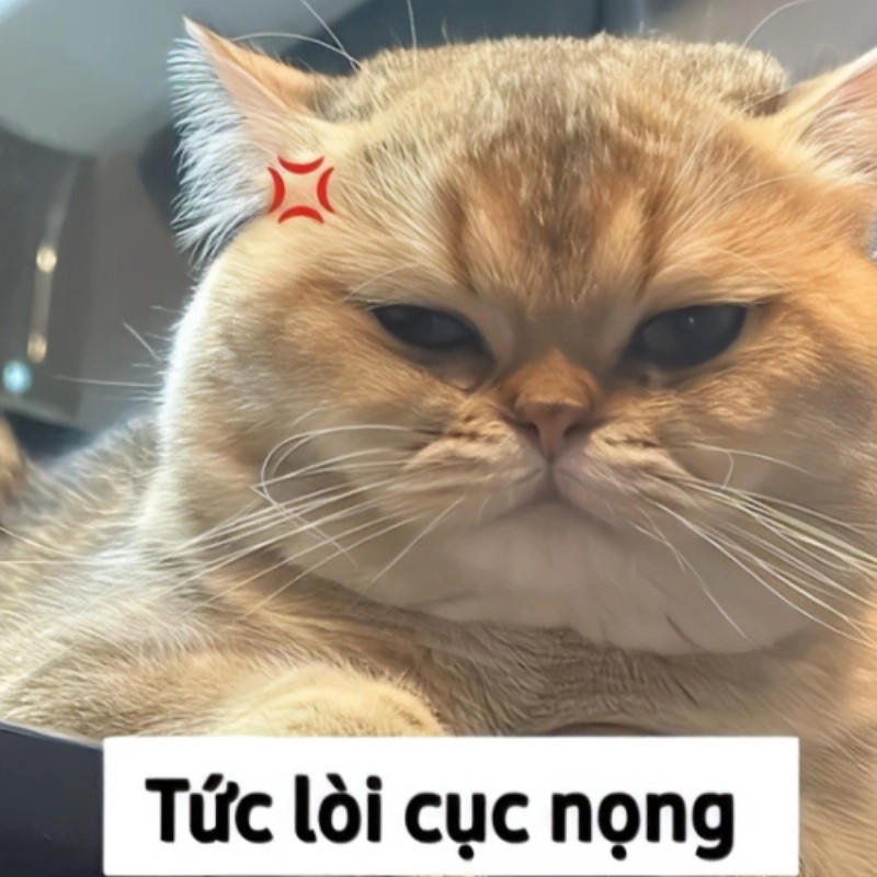 Loạt meme mèo cười cute khiến trái tim bạn tan chảy từng giây