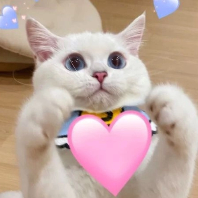 Sự dễ thương đỉnh cao với há mồm cute meme mèo cười