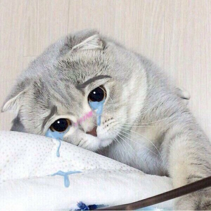 Ai đang buồn, xem khóc meme mèo cute là sẽ thấy được an ủi