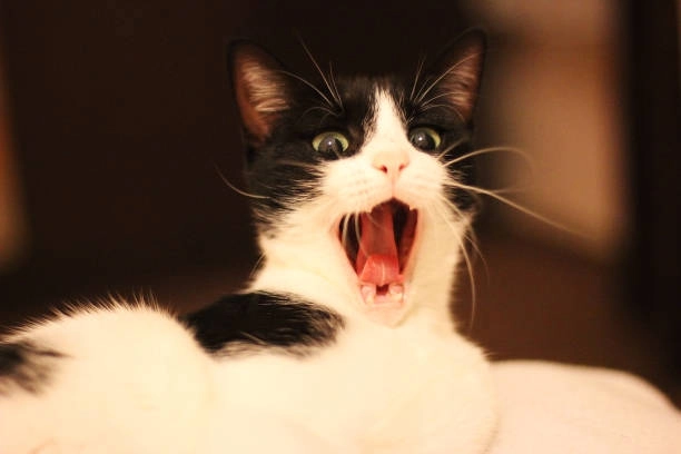 Chọn ngay meme mèo đáng yêu để giải stress mỗi ngày