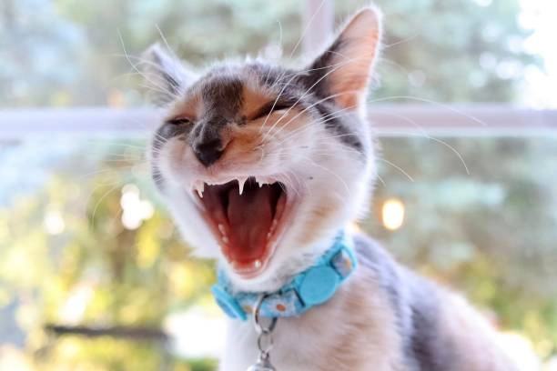 Tổng hợp ảnh meme bựa cực lầy không đỡ nổi