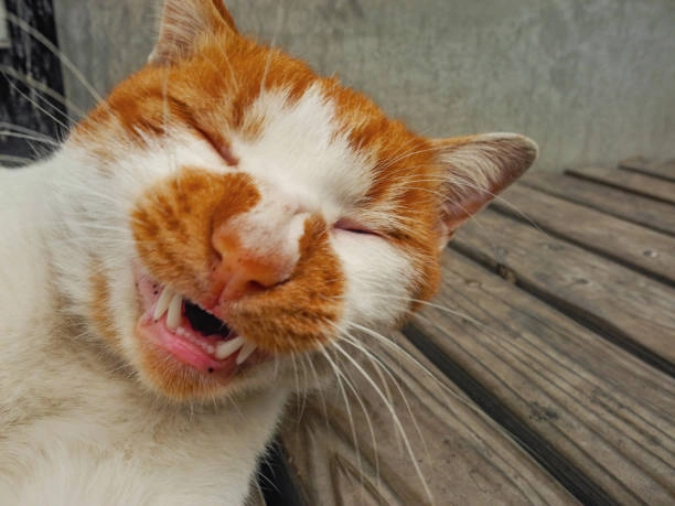 Ảnh meme siêu hài khiến bạn cười như chưa từng được cười