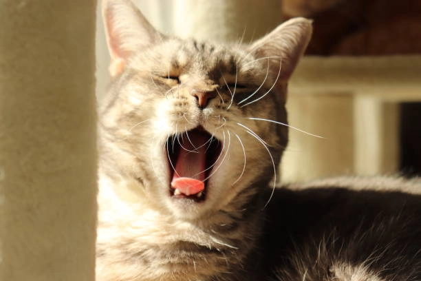 Ảnh meme hài cute khiến dân mạng u mê không lối thoát