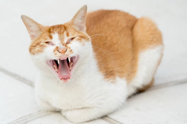 Ảnh mèo meme hài hước khiến bạn bật cười từ cái nhìn đầu tiên