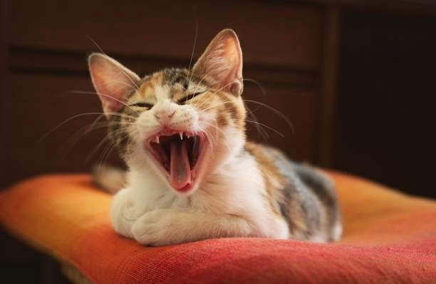 Meme ảnh hài hước cute vừa đáng yêu vừa mặn không lối thoát