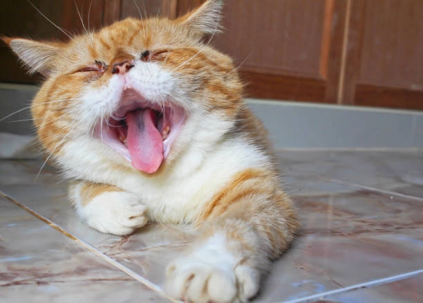 Hình ảnh meme hài hước lan truyền mạnh trên mọi nền tảng