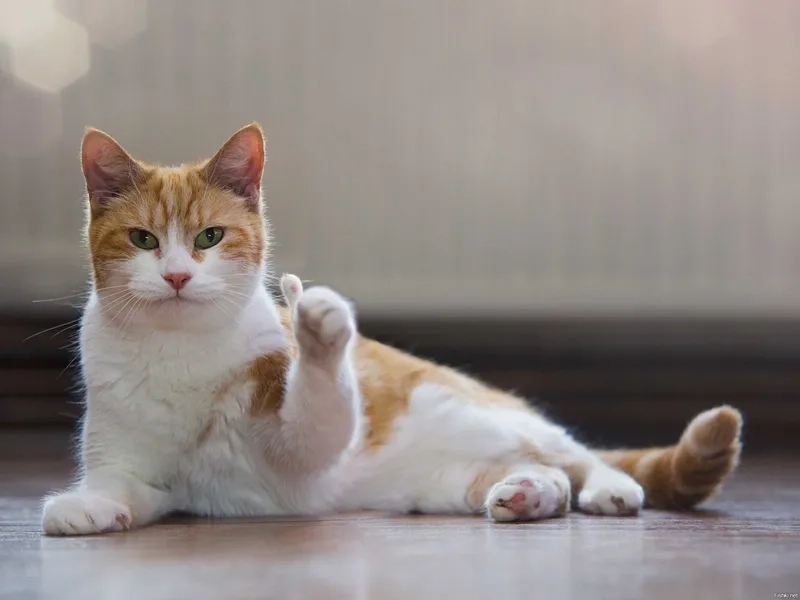 Meme ok no phản ứng mâu thuẫn giữa đồng ý và từ chối
