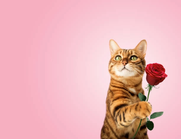 Meme mèo khoanh tay thể hiện biểu cảm “em xin lỗi” siêu hài