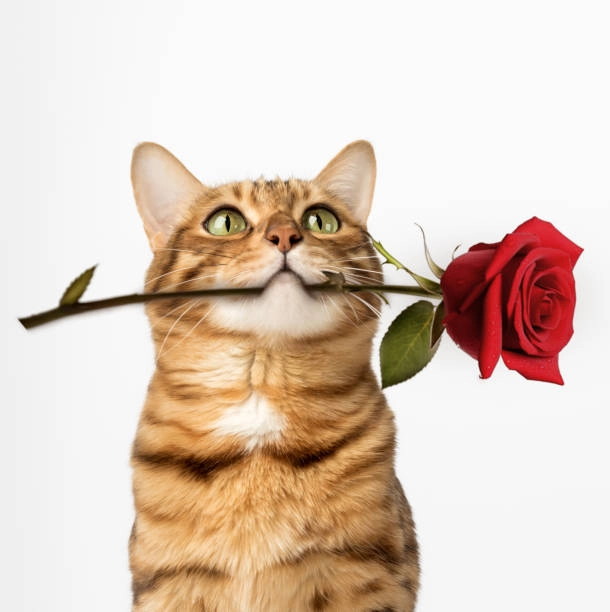 Meme mèo hoa giúp bạn gửi tặng thông điệp nhẹ nhàng