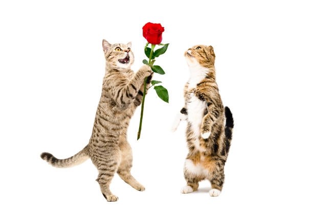 Hình trái tim cute meme mèo tặng hoa lan toả năng lượng yêu