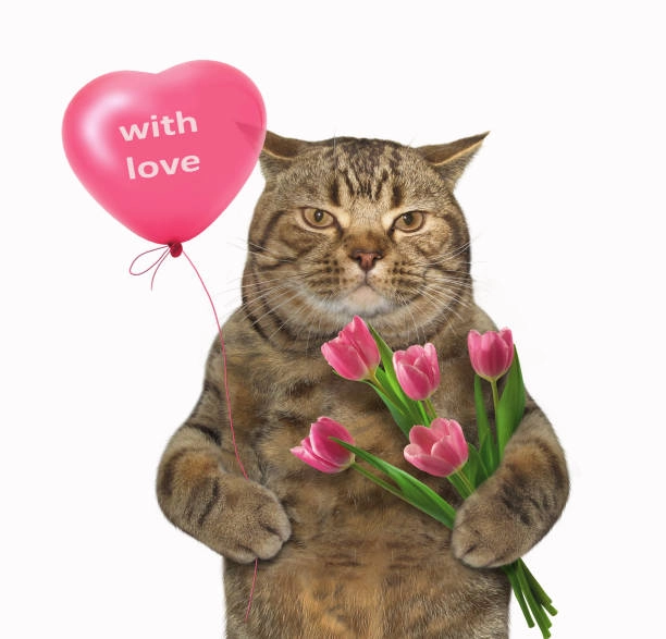 Cute ảnh chế meme mèo bựa vừa dễ thương vừa hài bựa đỉnh cao