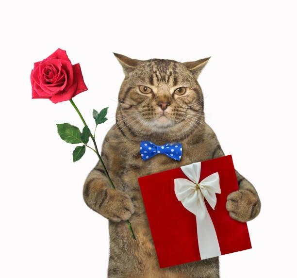 Cute meme mèo tặng hoa siêu lòng mọi tín đồ yêu mèo