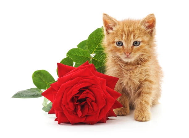Meme mèo cầm hoa cute khiến ai nhìn cũng muốn thả tim