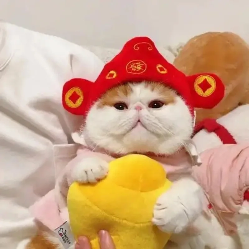 Khám phá ảnh meme mèo tết chất lượng đón xuân
