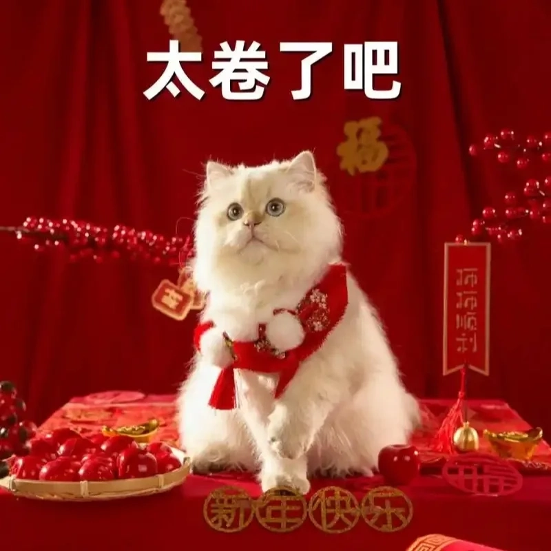 Bộ sưu tập ảnh con mèo hài đón xuân đầy năng lượng