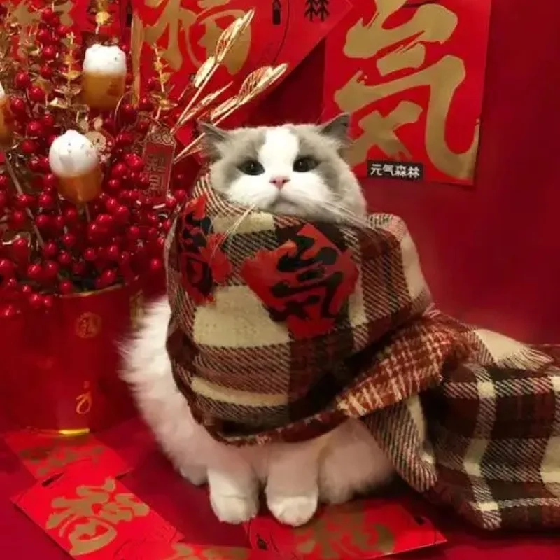 Khởi đầu năm mới bằng bộ meme mèo tết hài chất chơi
